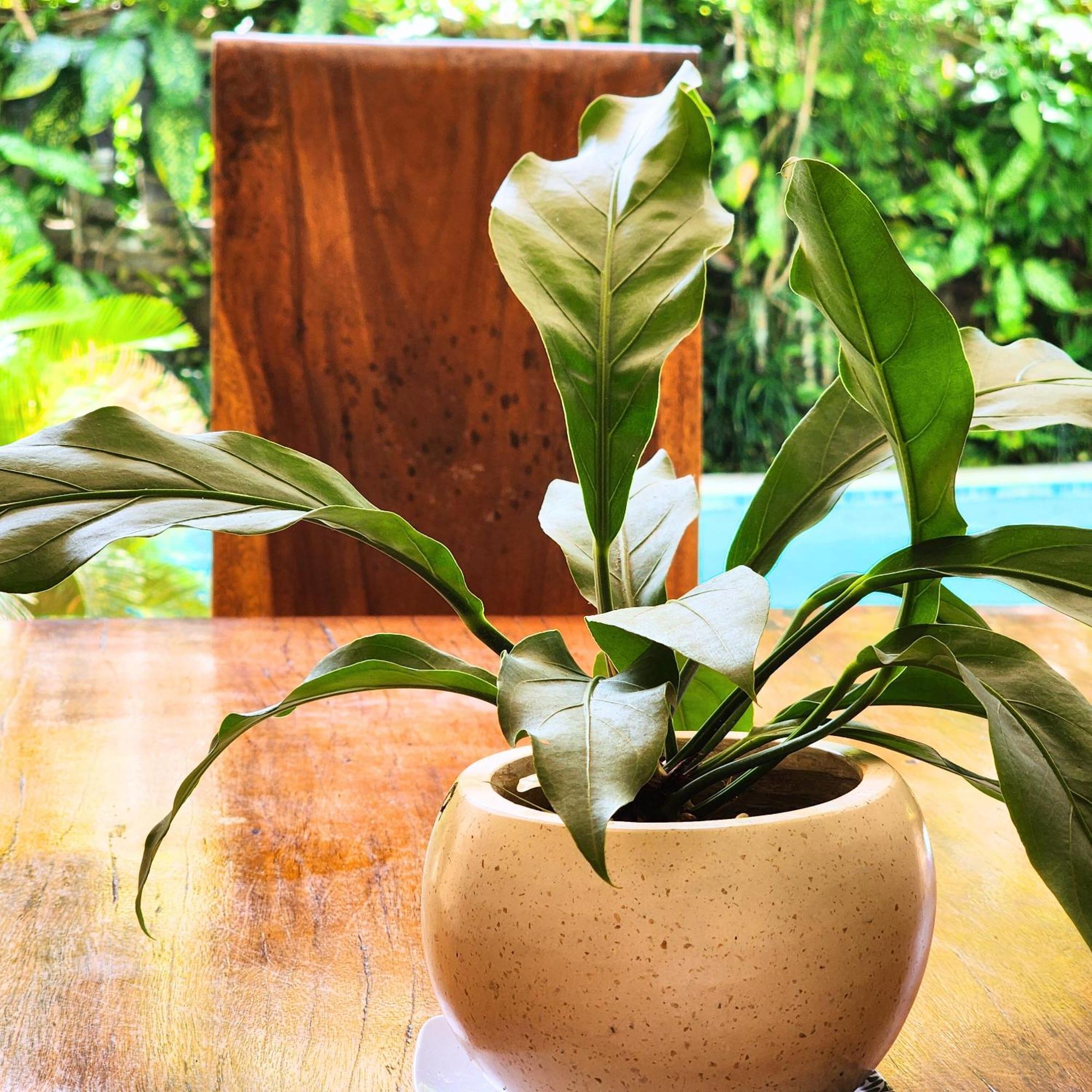 Danaya'S Villa Ubud Buitenkant foto